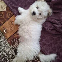 توله پودل مارتینز