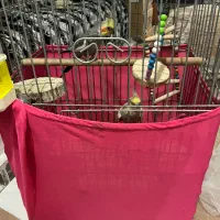 عروس هلندی نر و ماده مولد|پرنده|شهریار, شهریار|دیوار