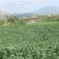 باقله شاخ بزی درجه یک