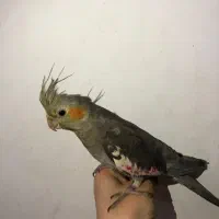 یک عدد عروس هلندی نر