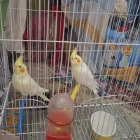 عروس هلندی