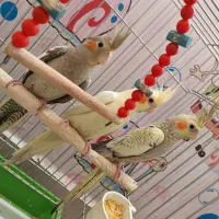 عروس هلندی خوشرنگ لوتینو مرواریدی سینامون دون خور|پرنده|اهواز, کوی جانبازان(دانش)|دیوار