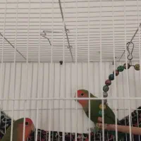 دو عدد کوتوله|پرنده|صادق آباد, |دیوار