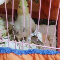 طوطی عروس هلندی|پرنده|باوی, |دیوار