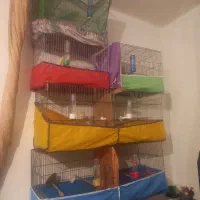 قناری نرو ماده مست ۶ دانگ آماده جفت