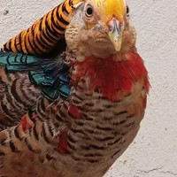 خروس زینتی بلژیکی