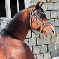 اسب نریان عرب|اسب و تجهیزات اسب‌سواری|پیرانشهر, |دیوار