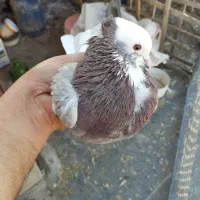 کبوتر ابلغ کاکلی زوردار|پرنده|کنگاور, |دیوار