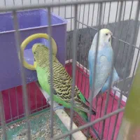 ۲ جفت مرغ عشق آماده و سرحال