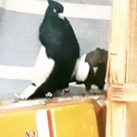جفت سینه سیاه انتیک قیمت۲/۵۰۰