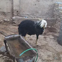 بره قوچ کله قارچی|حیوانات مزرعه|بروجرد, |دیوار