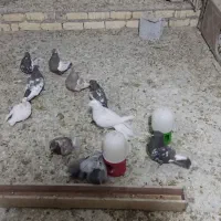 کبوتر یا کفتر|پرنده|شیراز, شهرک مهرگان|دیوار