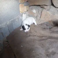 سگ پاه کوتاه|سگ|بجنورد, |دیوار