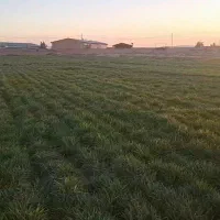 جو خسیل ریشه ای