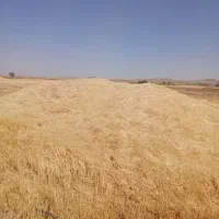 کاه فروش فوری