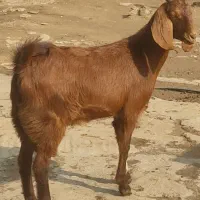 بزغاله شکم اول بزدرشت آبستن تضمین سونو گرافی شده