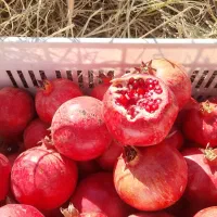 انار رباب درجه ۱