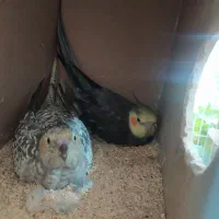 یک جفت عروس کار داده و لوتینو تکی|پرنده|شهریار, شهرک نماز (دینار آباد)|دیوار