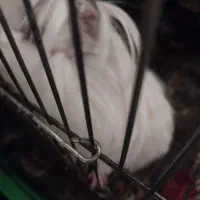 خوکچه هندی|موش و خرگوش|کرج, حیدرآباد|دیوار