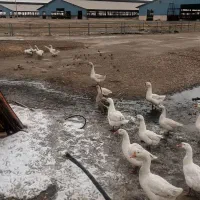غوغاز ‌اکراین ‌باسرابی