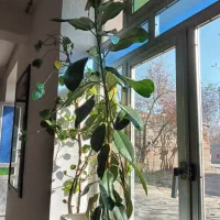 گل گیاه|گل و گیاه طبیعی|ثمرین, |دیوار