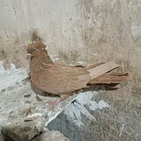 کبوتریرنگ|پرنده|بروجرد, |دیوار