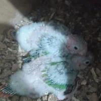 گرینچیک سرلاکی رد