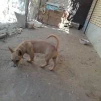 شیهوا|سگ|رفسنجان, |دیوار