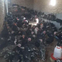 بوقلمون برنز انگلیسی ۶ ماهه درجه یک