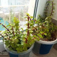 گل های زیبا مناسب روزمادر|گل و گیاه طبیعی|کرمانشاه, |دیوار