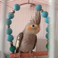 عروس هلندی