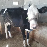 دوعدد گاو هلشتاین باغملک