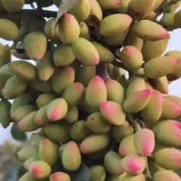 کود فروت ست/ میخوای میوه درختت ۲ برابر شه|گل و گیاه طبیعی|تهران, شادمان|دیوار