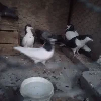 کبوتر رنگی و هفترنگ|پرنده|قزوین, |دیوار