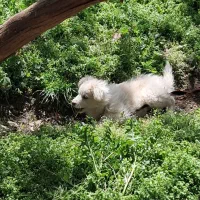 واگذاری حیون خونگی