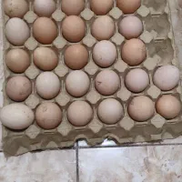 تخم مرغ محلی نطفه دار
