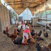 مرغ خروس گیلین و گلپایگانی