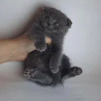 ملوسک های خوشگل