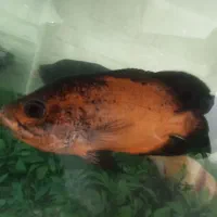 ماهی اسکار