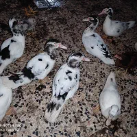 اسرایبیلی