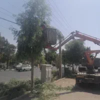 خریدوفروش انواع درختان خشک وتر وهرس درختان