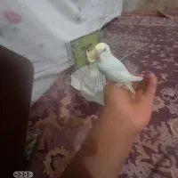 مرغ روبینو فول دستی