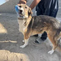 سگ نژاد دار اصیل پاکوتاه|سگ|تهران, دکتر هوشیار|دیوار