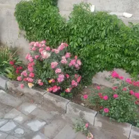 فروش یک باب خانه باغ سنتی روستایی|فروش آپارتمان|قزوین, |دیوار