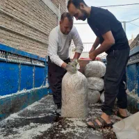 تفاله چغندر علوفه ذرت مخصوص برای دامداران|حیوانات مزرعه|چاراویماق, |دیوار