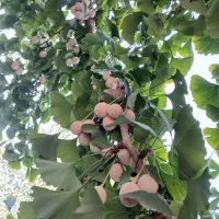 دانه ژینکو|آرایشی، بهداشتی، درمانی|تنکابن, |دیوار