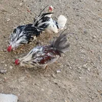 خروس گلین