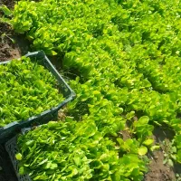 نشا   کاهو پیچ|گل و گیاه طبیعی|تاتار علیا, |دیوار