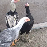 جوجه خروس لاری|حیوانات مزرعه|خاش, |دیوار