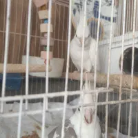 عروس هلندی آلبینو